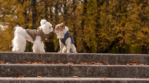 Dog Clothing