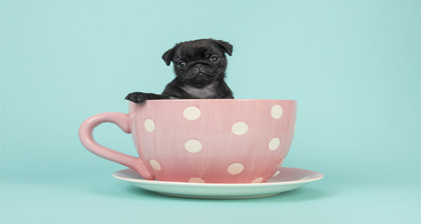 Dog Collection Under £25.00