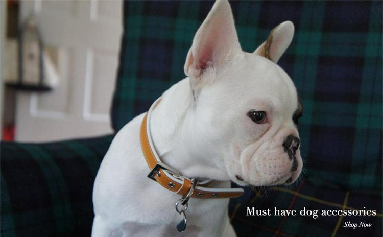 Stylish Dog Accessories