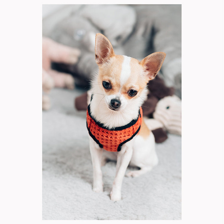 Trend Alert - Stylish Bowl & Bone Dog Harnesses