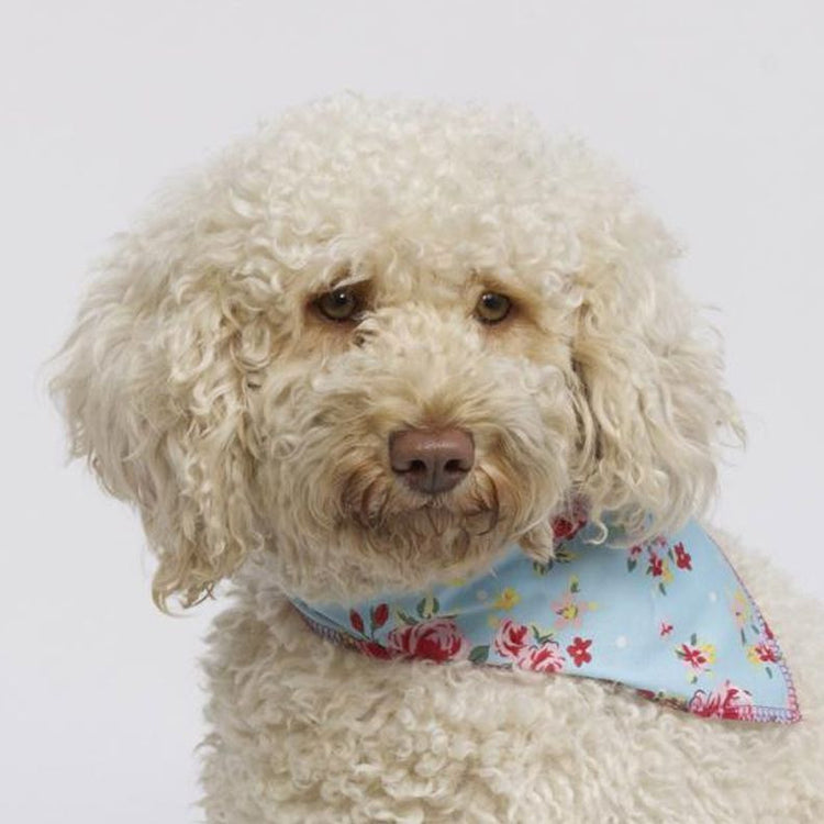 Shop A Selection of Dog Products, All Under £25.00