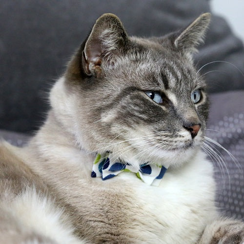 Cat Bows