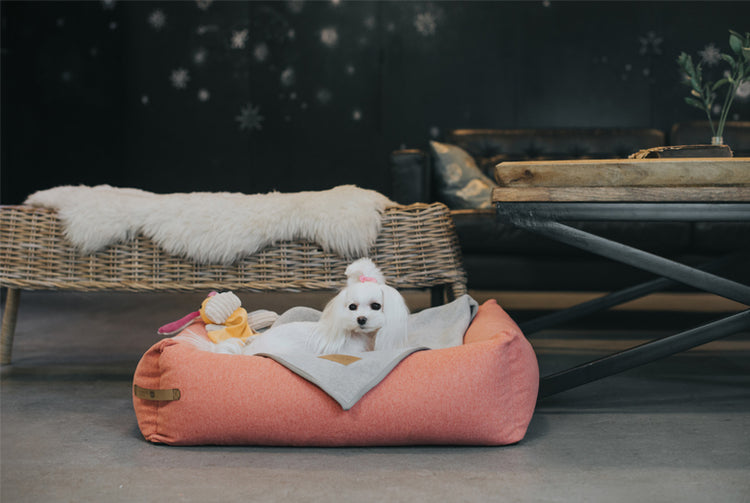 Dog Beds