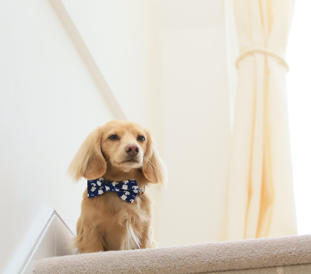 Bow Ties