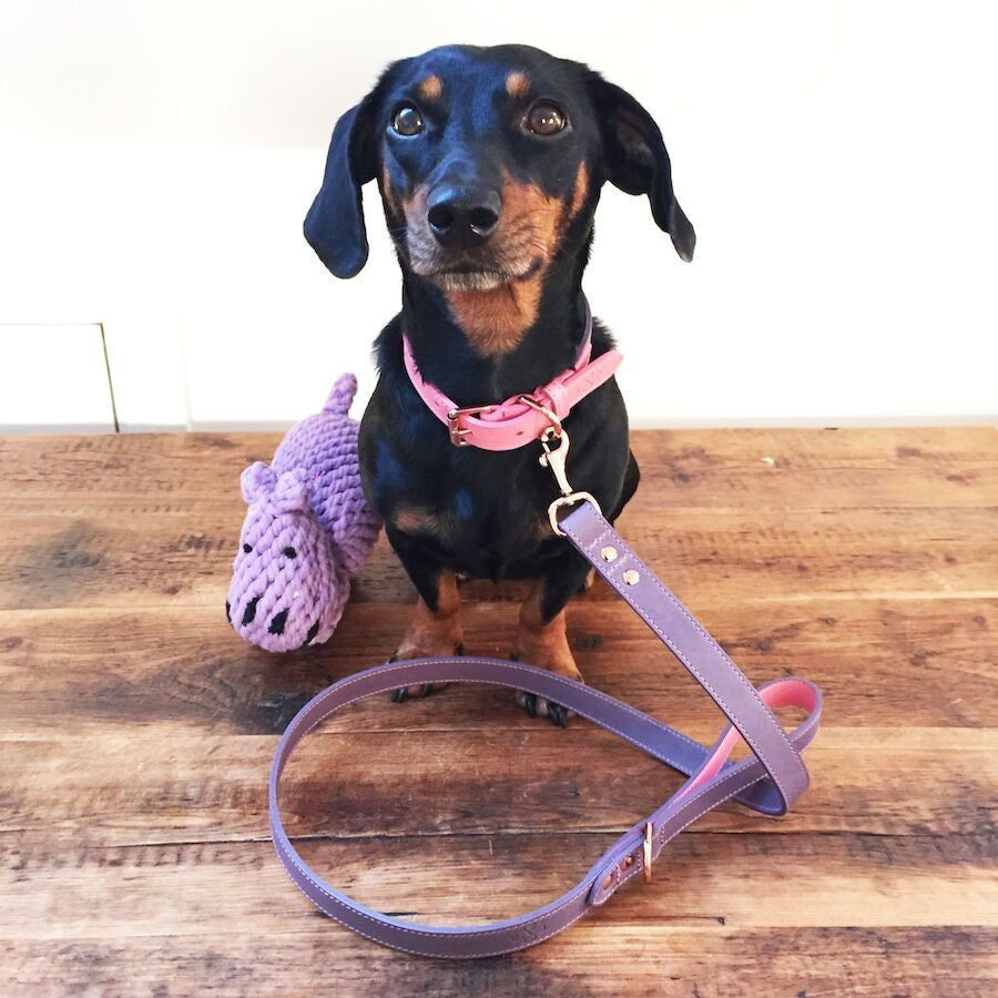 Dog Leads