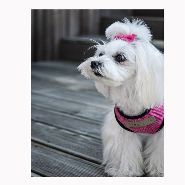 Pink Candy Dog Harness - Jolly and Bea's - 2